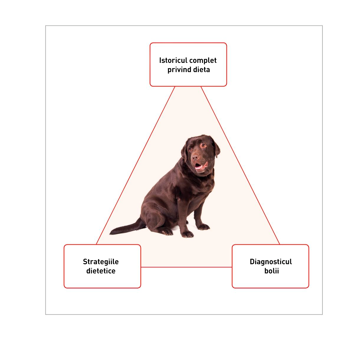 The success of dietary management is dependent on the relationship between three main factors. It is imperative that the clinician evaluates: (I) the diet history of the patient, (II) the dietary strategies available to the patient, and (III) the disease that is to be treated. A specific dietary approach should be obtainable if these three facets are assessed for each case.