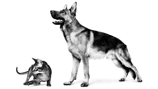 Yetişkin Alman Çoban Köpeği (Kurt Köpeği) ve Abyssinian kedisi beyaz bir arka plan üzerinde ayakta duruyorlar, siyah beyaz