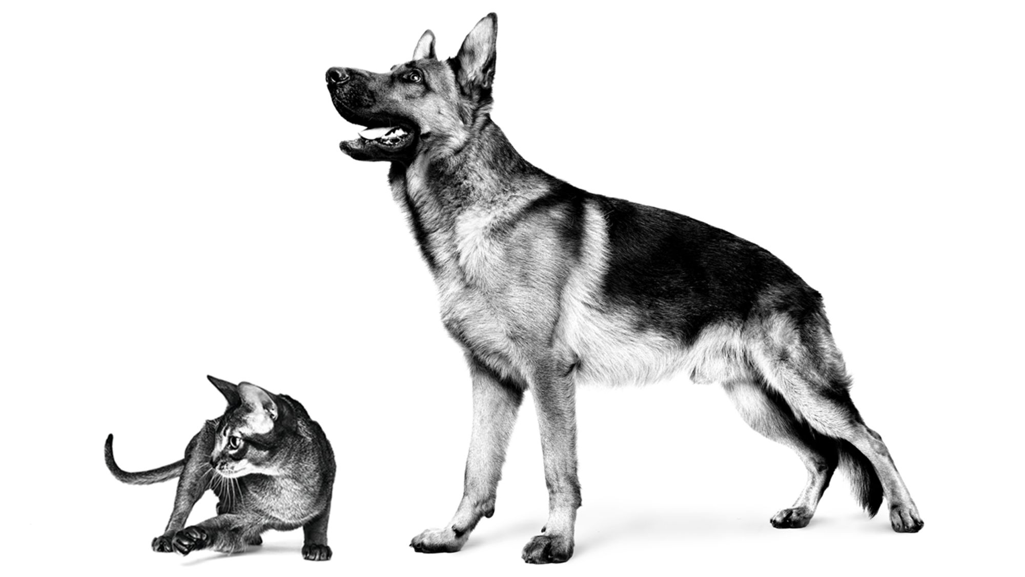 Erwachsener Deutscher Schäferhund und Abessinierkatze, die in Schwarzweiß vor weißem Hintergrund stehen