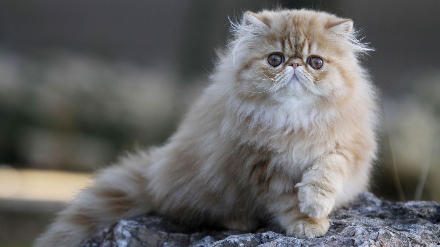 Ginger Persian cat lying on a rock 