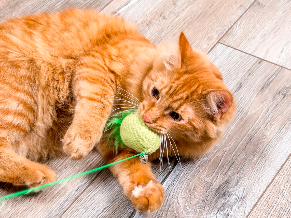 Gato amarillo jugando con juguete verde en el suelo