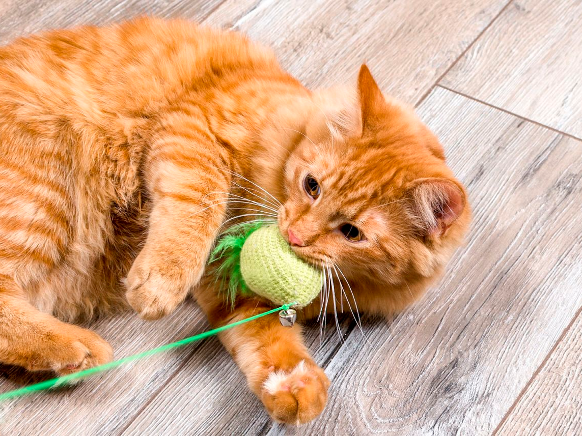 Gele kat die met groen stuk speelgoed op de vloer speelt