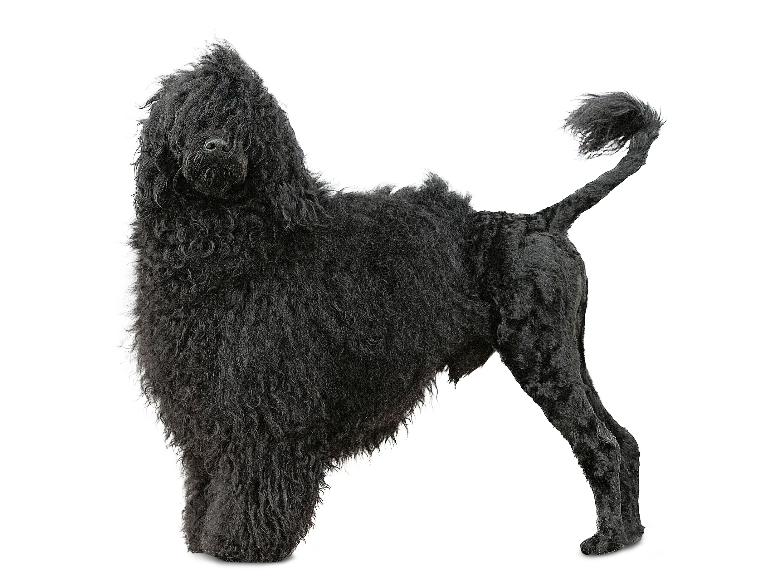Взрослая португальская водяная собака, черно-белое изображение