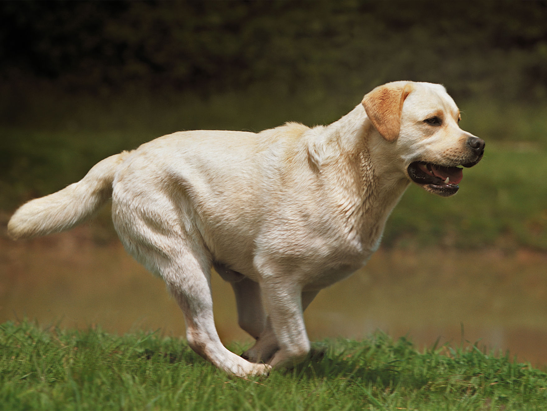Golden retriever adult outside in long grass