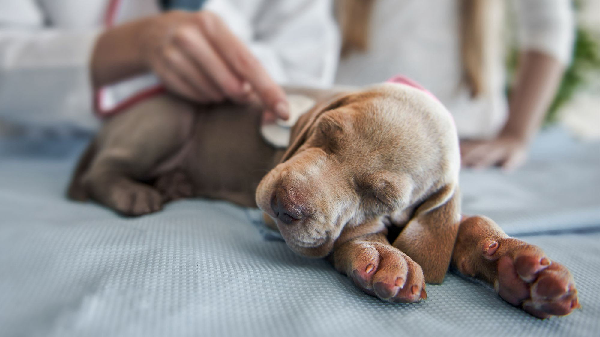 Dog losing store weight and lethargic