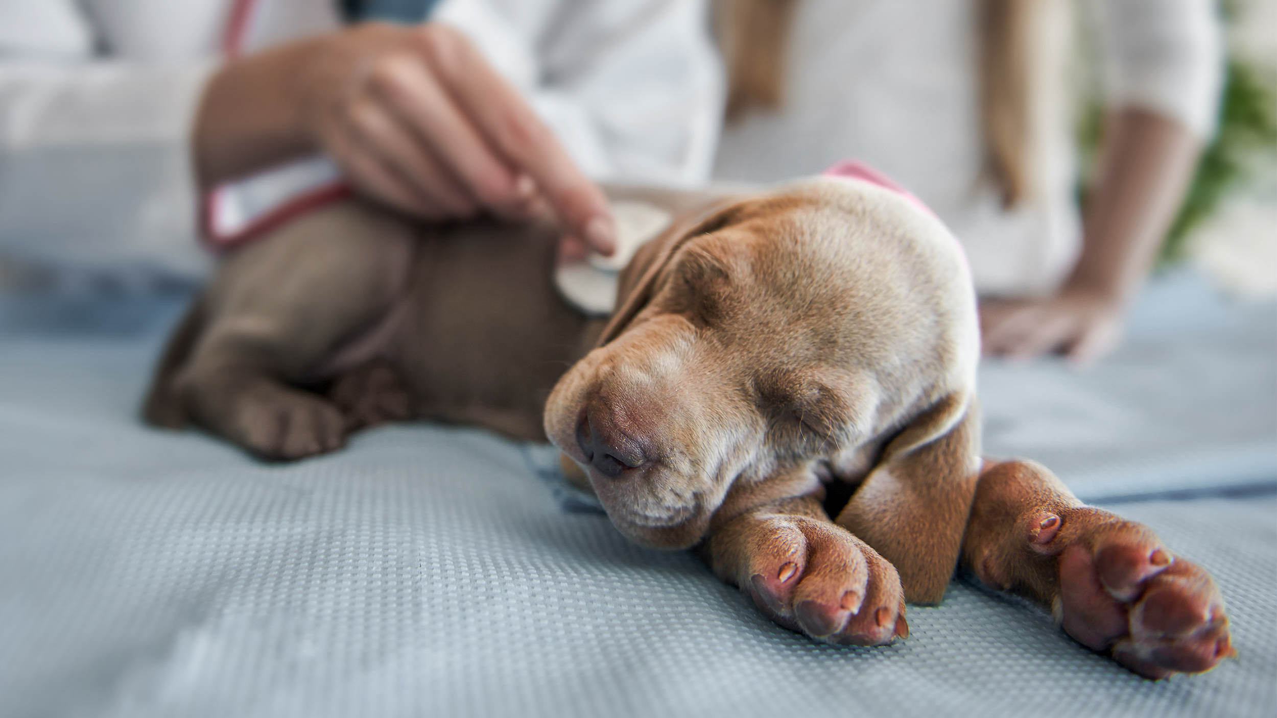 Puppy dog lying down on an examination table being checked over by a vet.