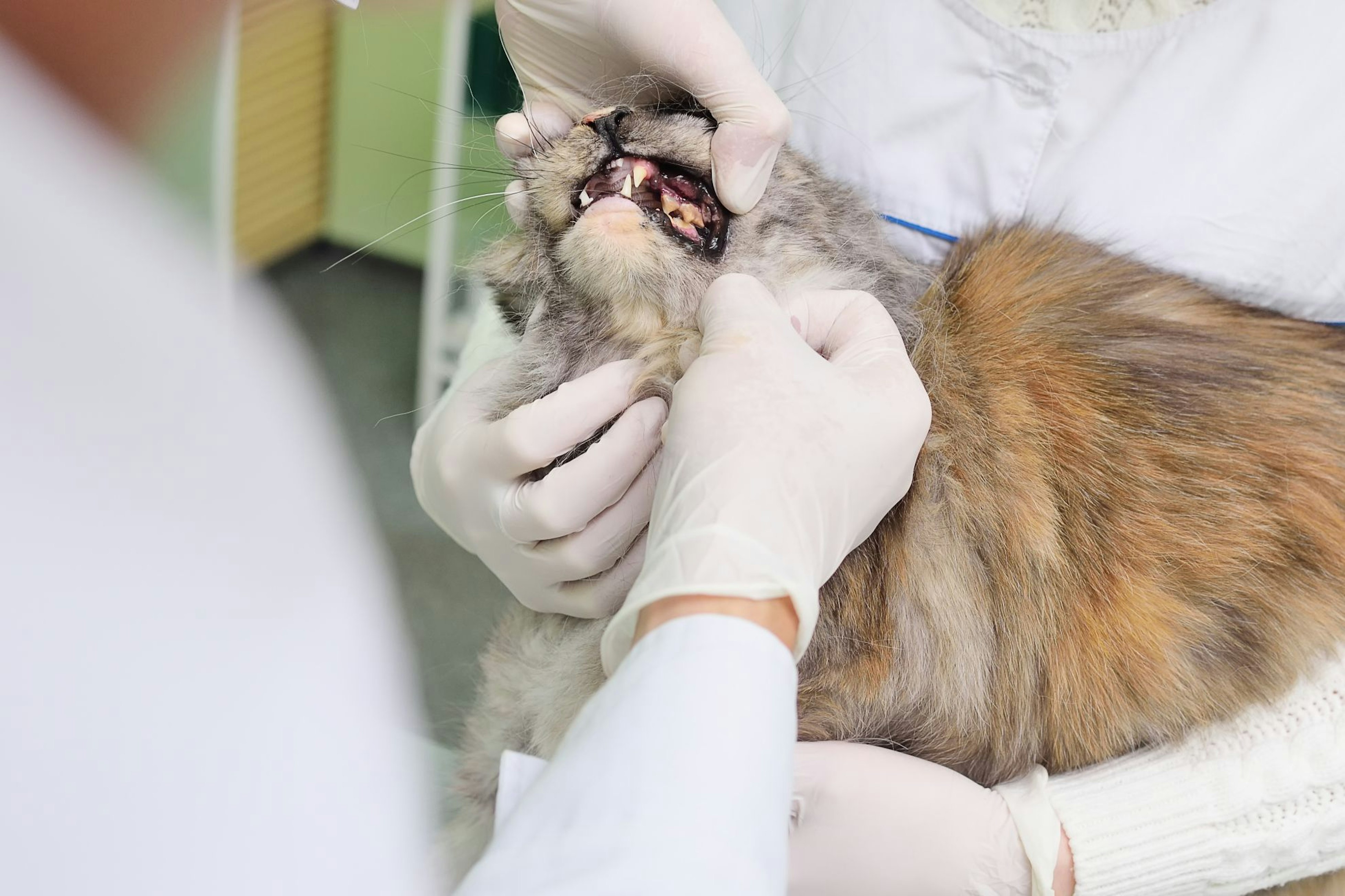 Epidemiología de la enfermedad periodontal en gatos de edad avanzada