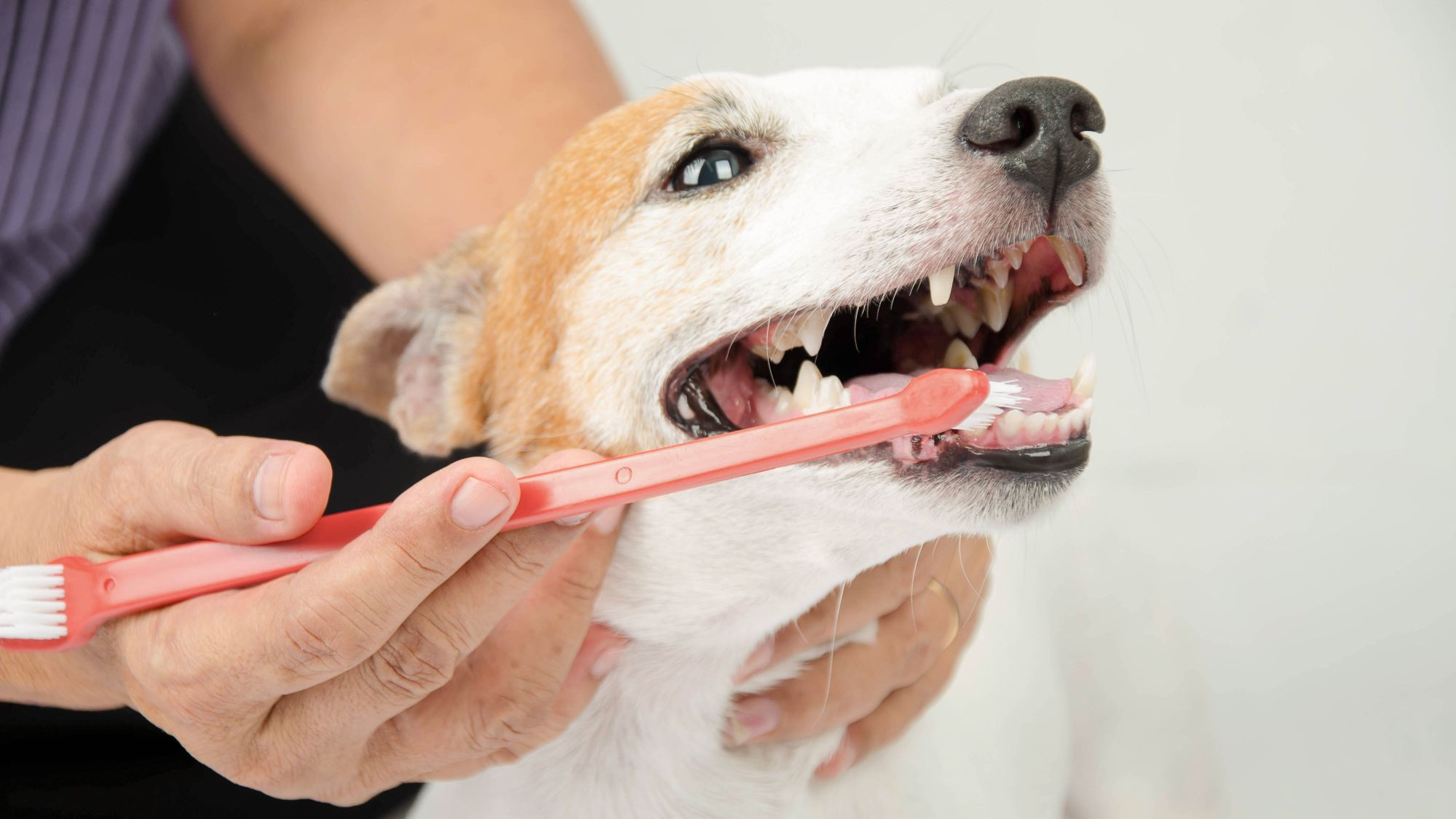 De tanden van een hond worden gepoetst