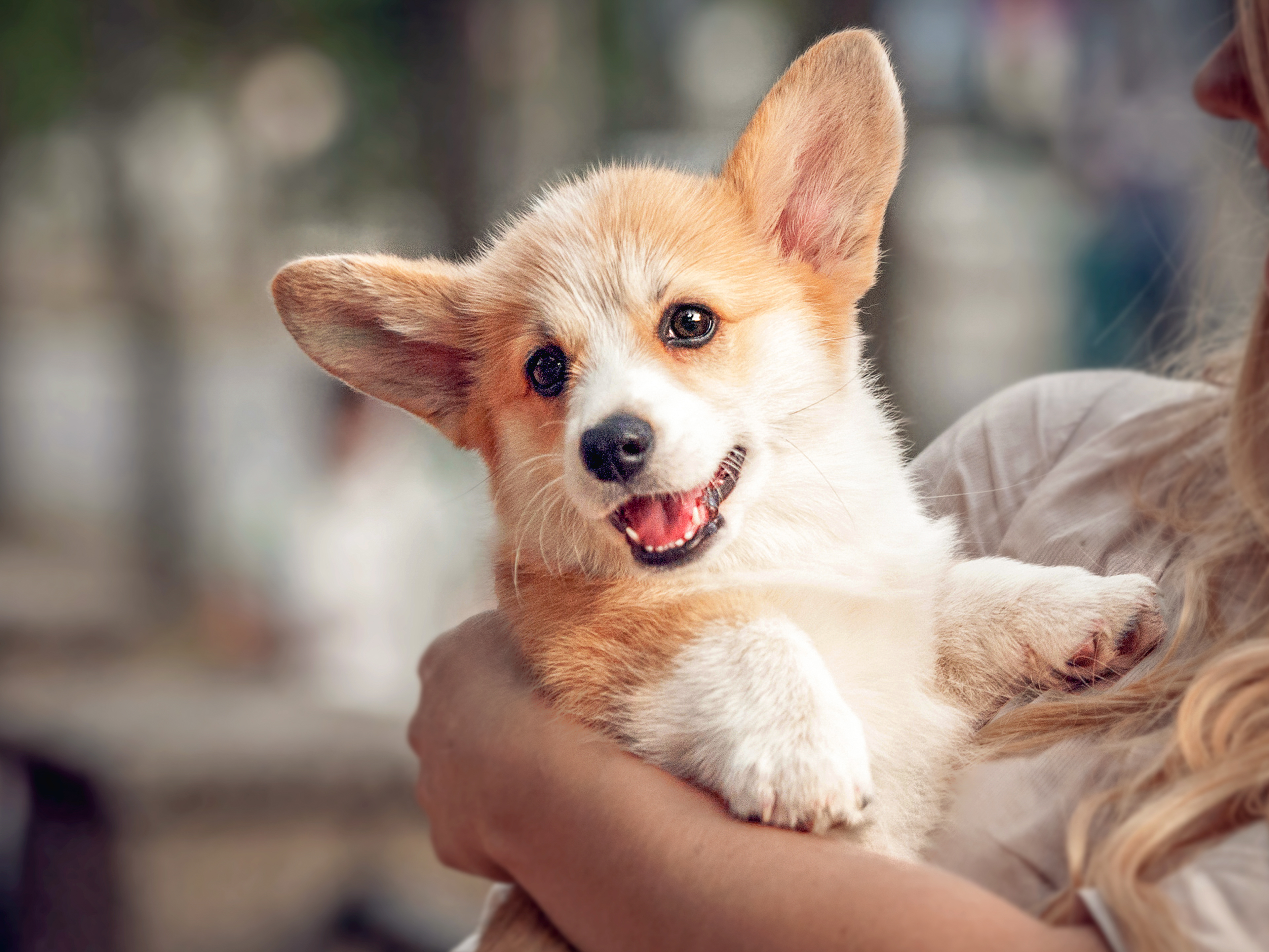 Welsh Pembroke Corgi puppy being carried by owner