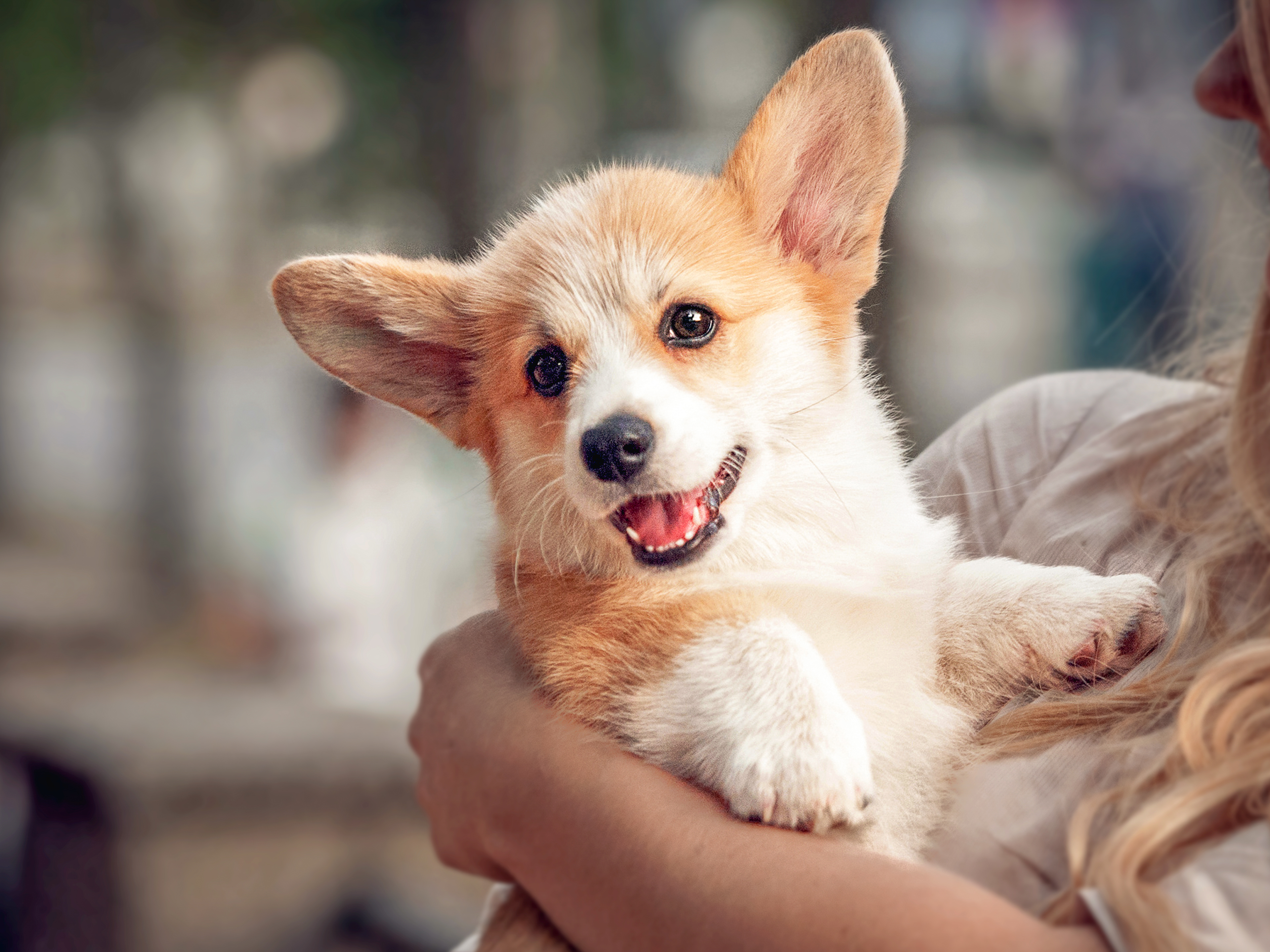 Ein Welsh-Corgi-Pembroke-Welpe wird von einer weiblichen Person auf dem Arm getragen.