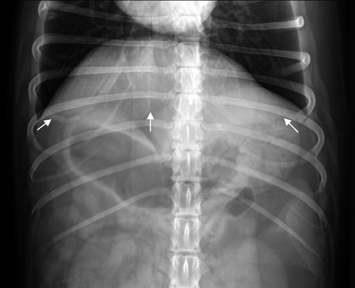 Radiografía abdominal de un perro (proyección ventrodorsal) que muestran un hígado normal (flechas blancas). La parte caudoventral del hígado normal presenta márgenes angulosos.