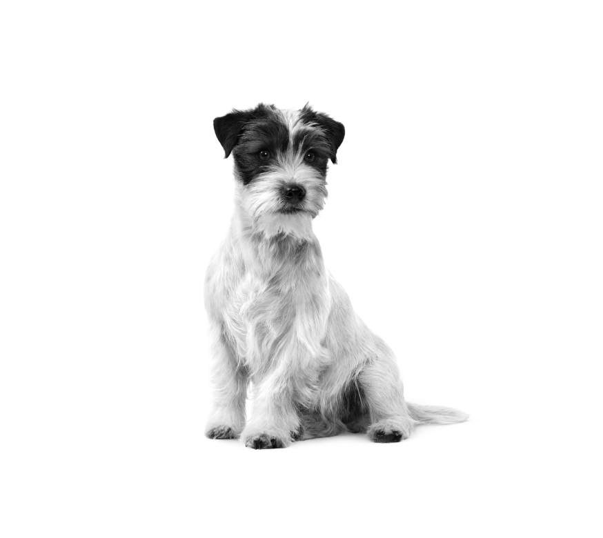 Black and white Jack Russel Terrier sitting