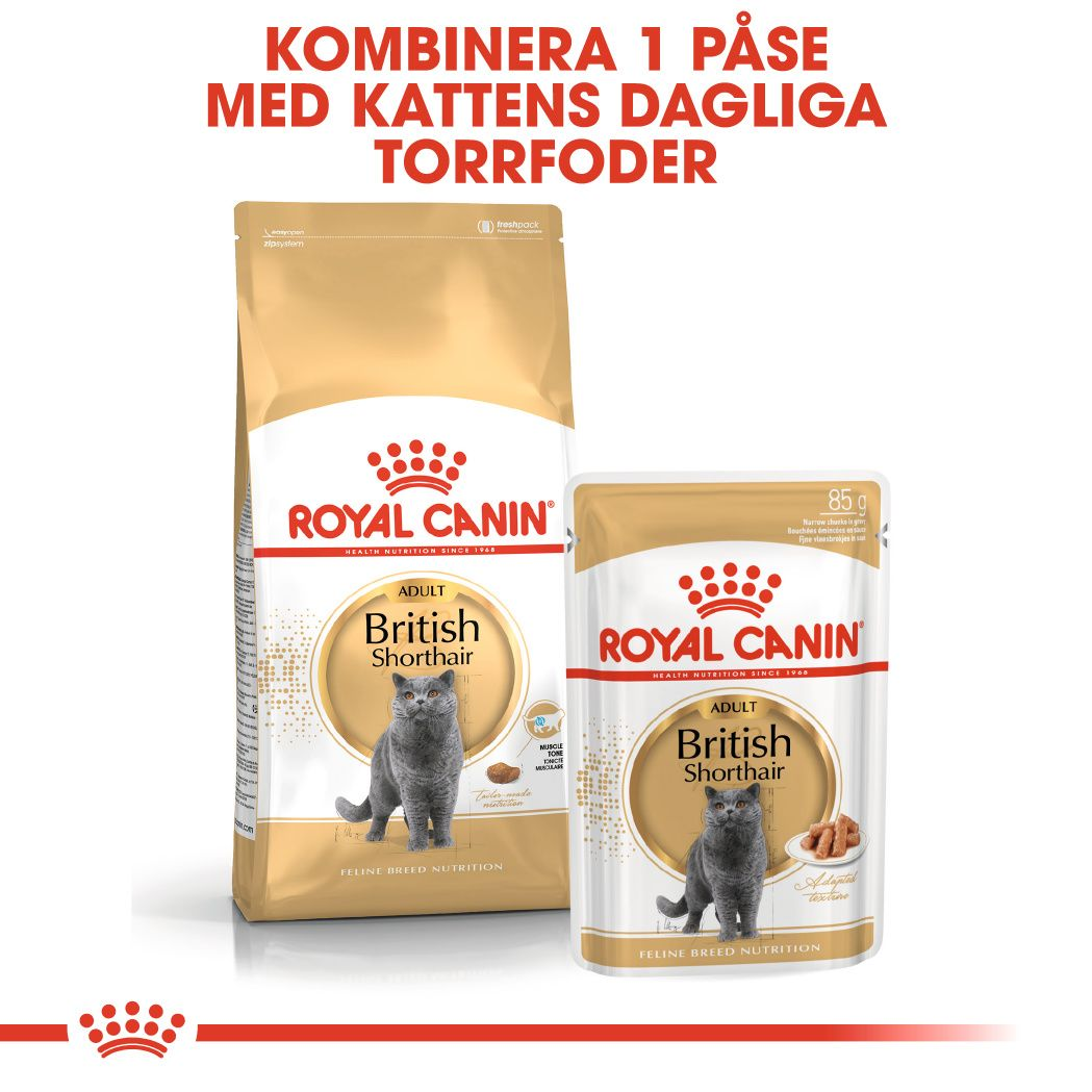 British Shorthair Adult