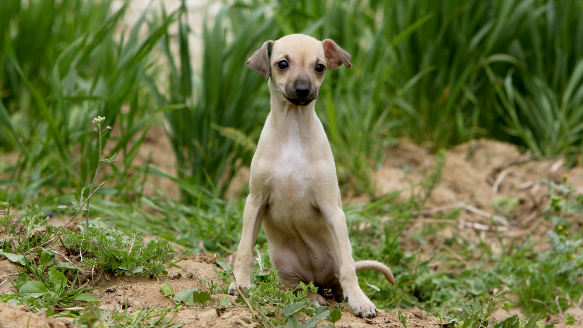 Royal canin sale italian greyhound