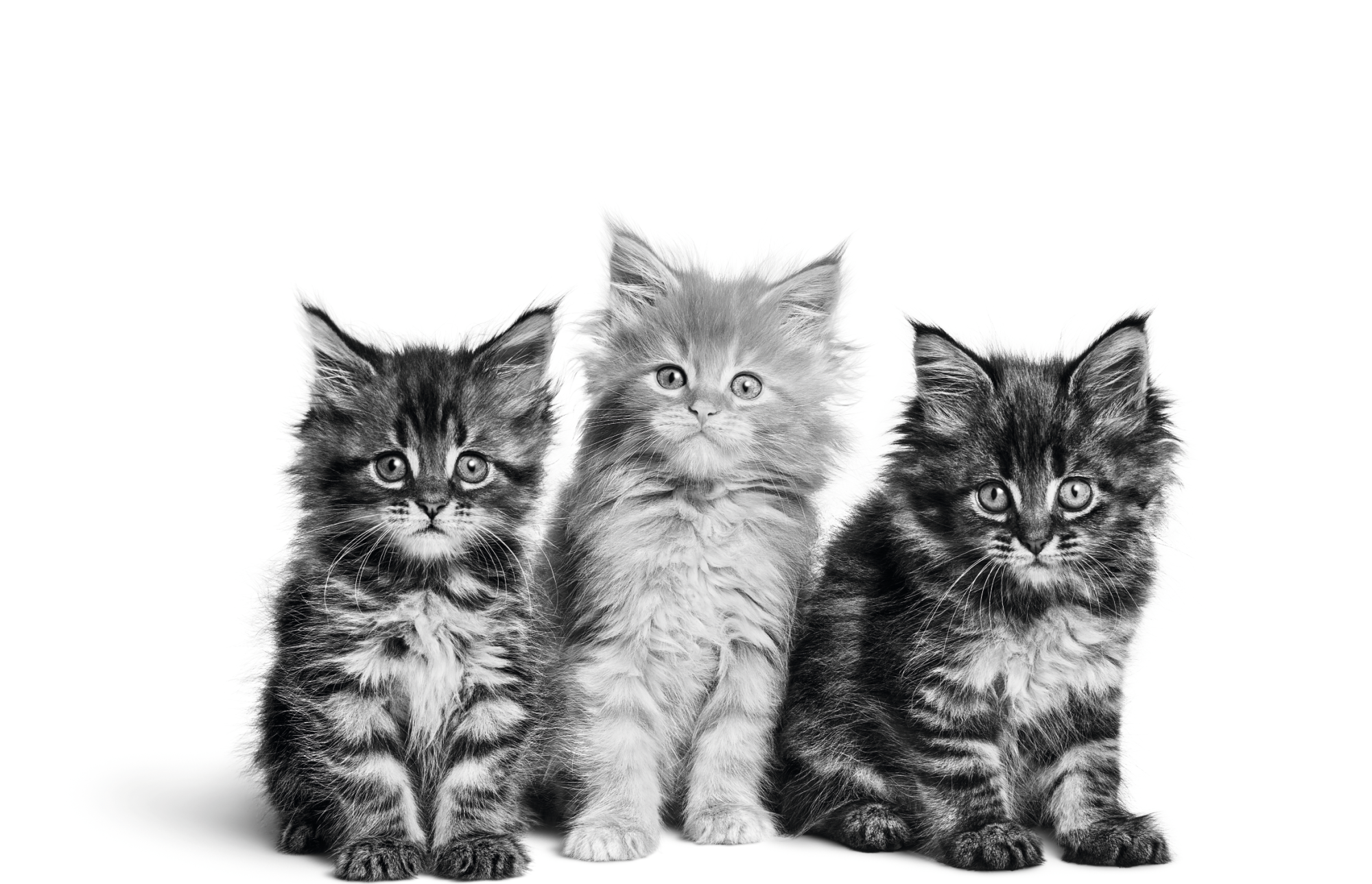 Trois chaton assis en noir et blanc