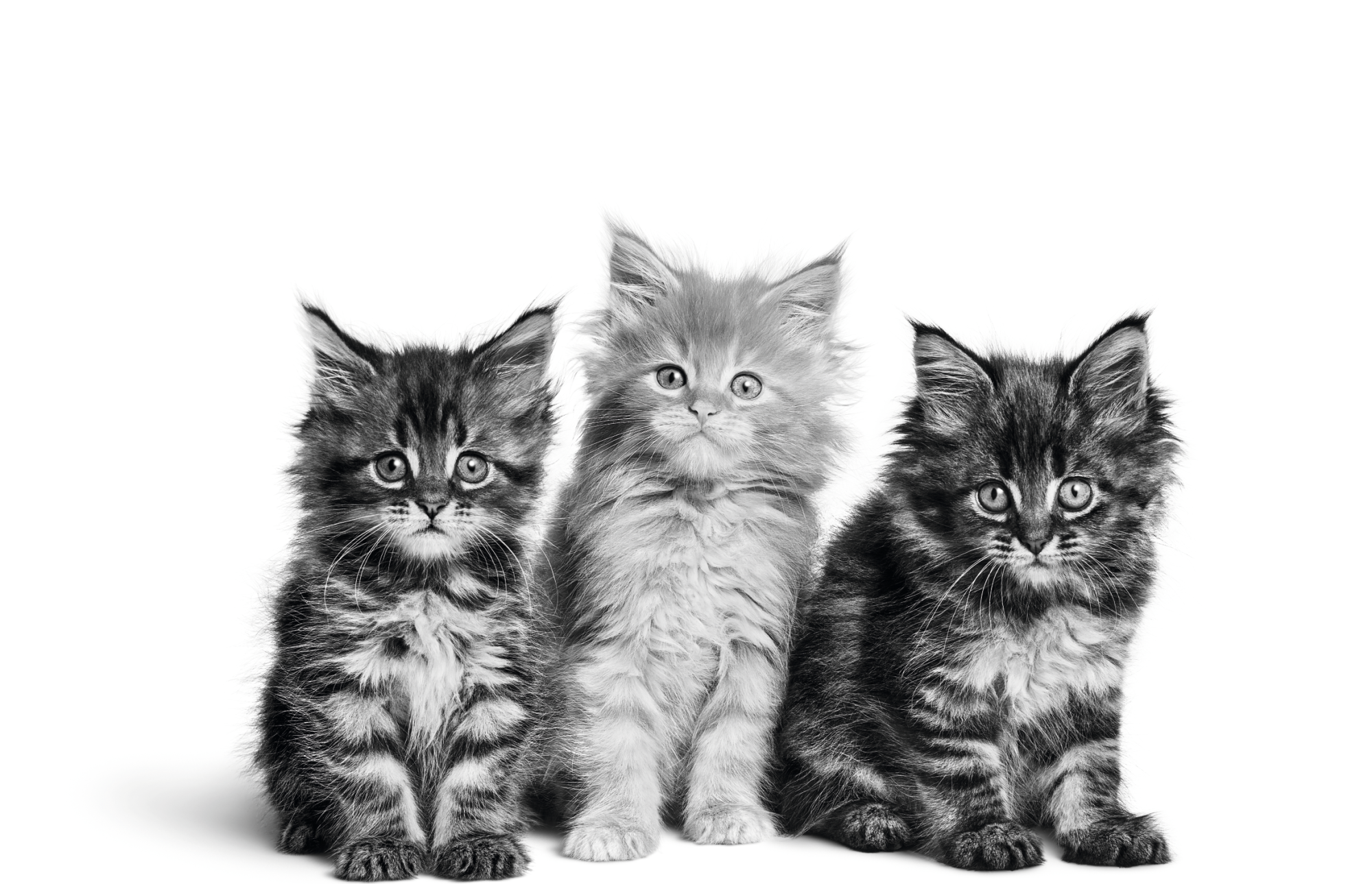 Three Maine Coon kittens sitting in black and white on a white background