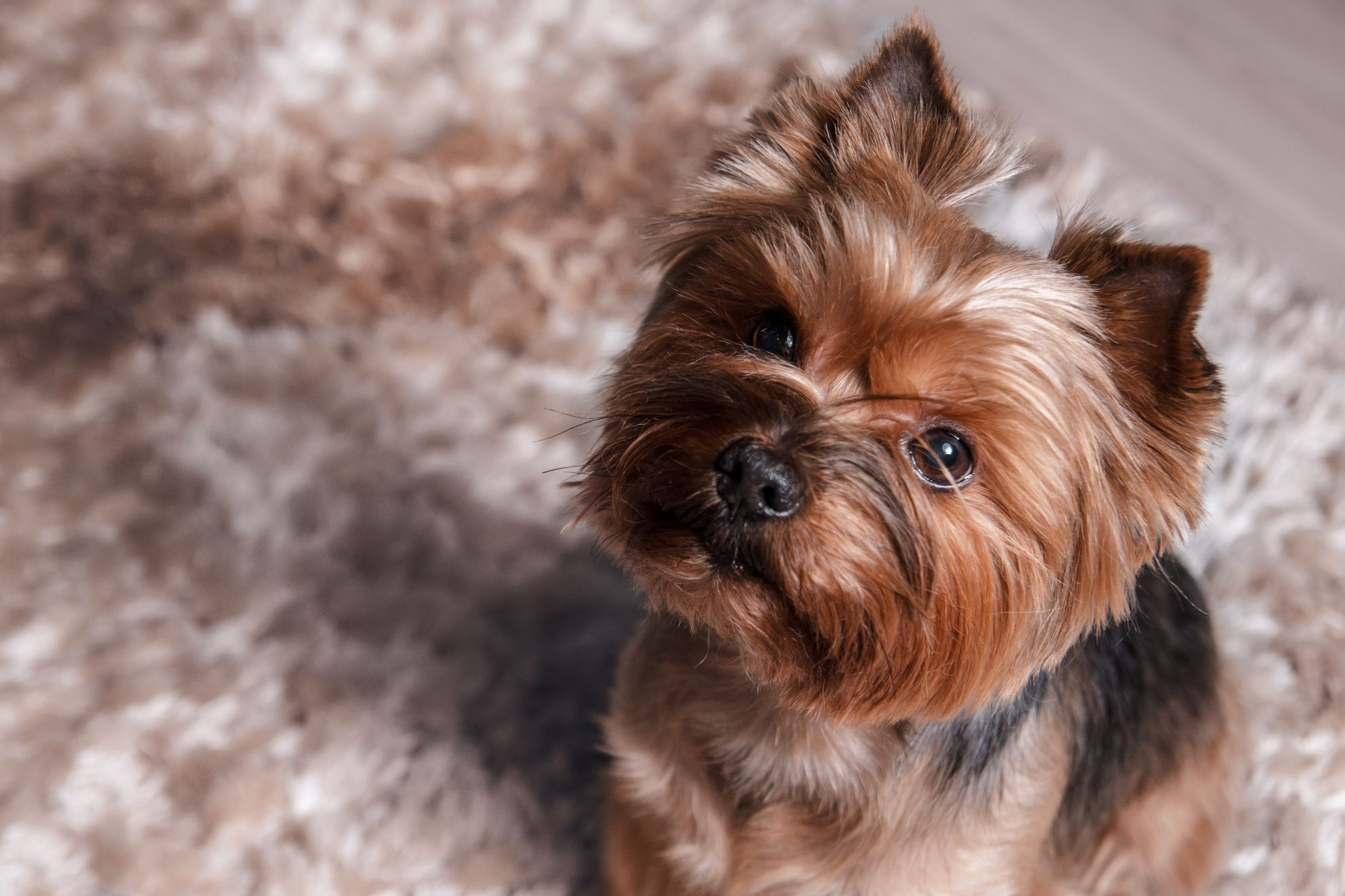 Portrait de petit chien Yorkshire terrier