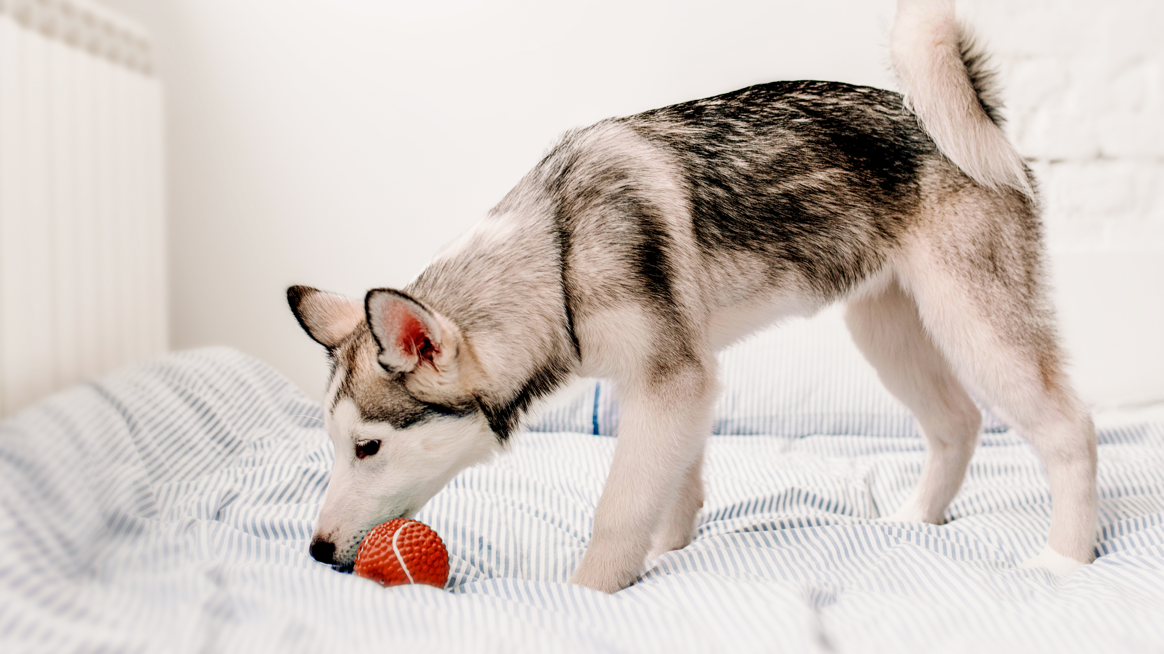 Husky puppy playing with a ball on a striped blanket