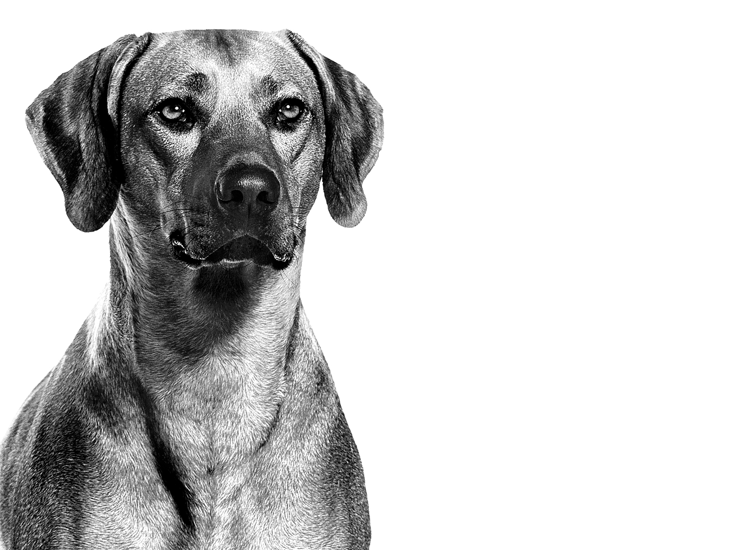 Rhodesian Ridgeback adult black and white