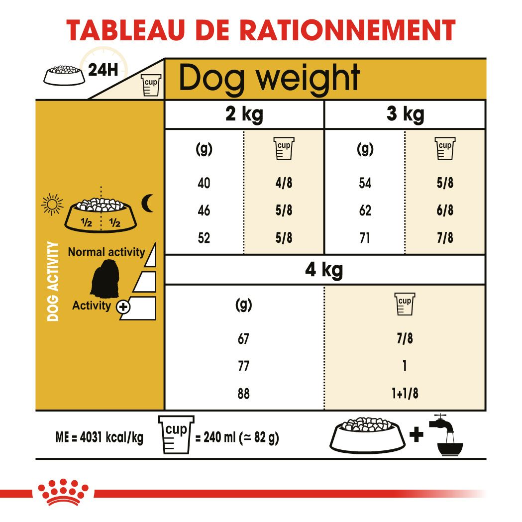 Bichon Maltais Adulte