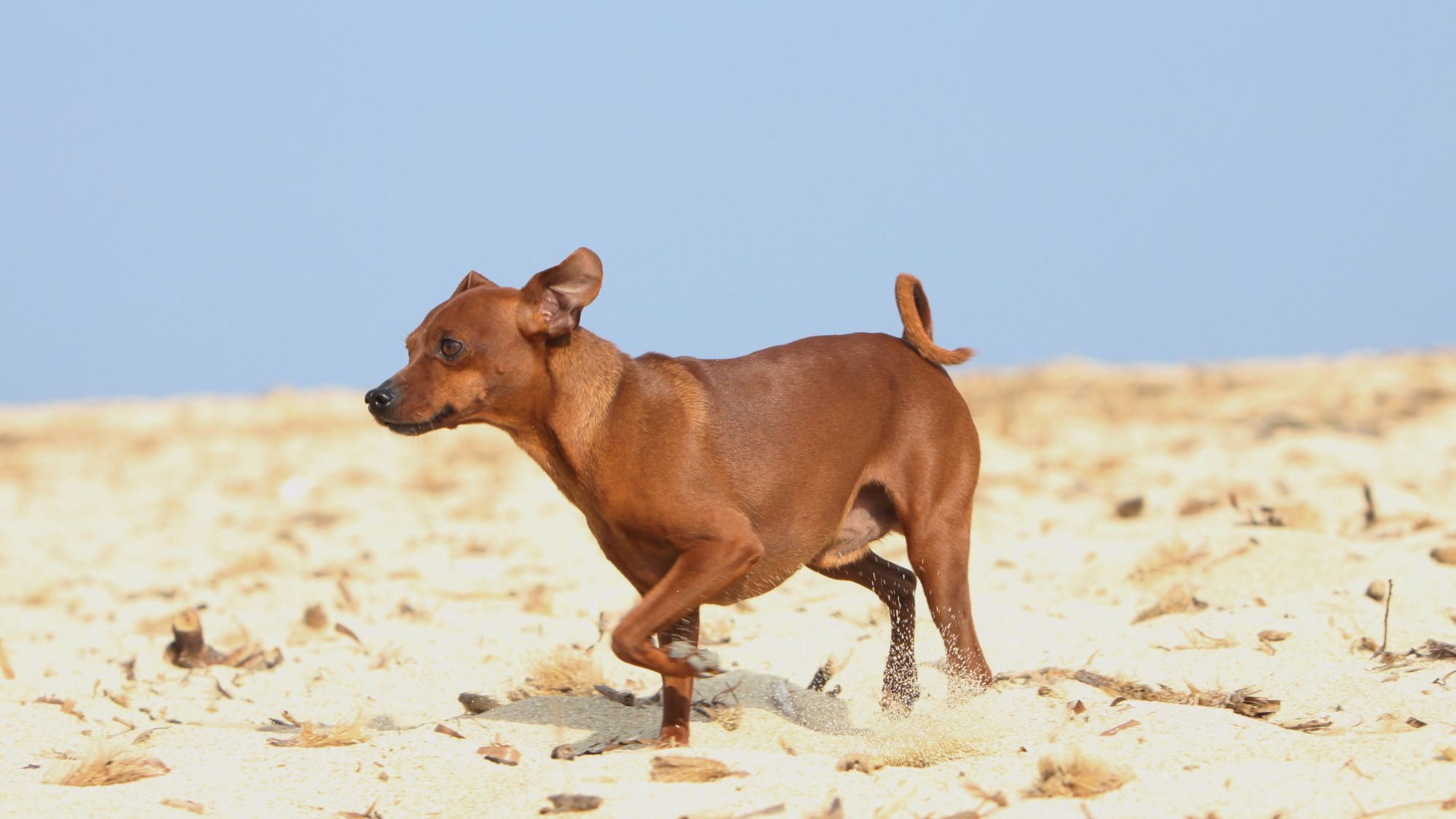 Royal canin mini store pinscher