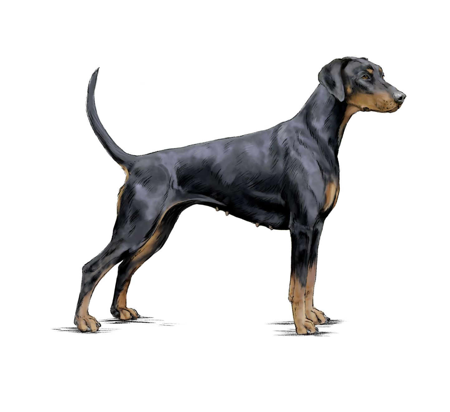 Illustration of a Doberman