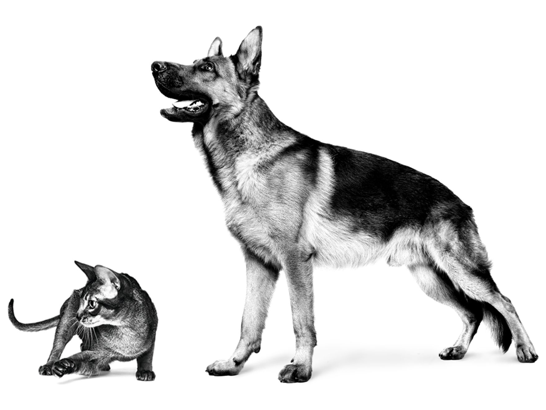 Adult German Shepherd and Abyssinian cat standing in black and white on a white background