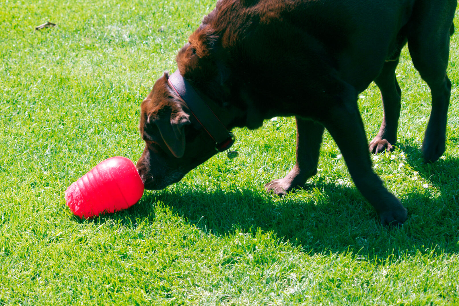 Les jouets distributeurs daliment permettent aux chiens