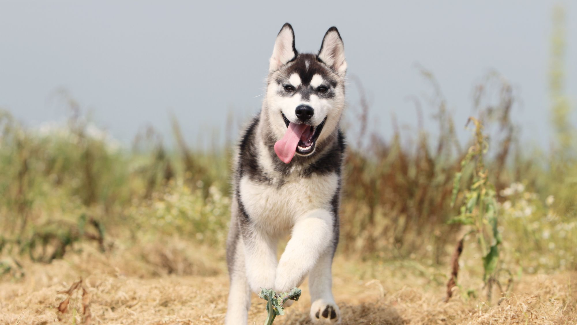 Royal canin siberian store husky