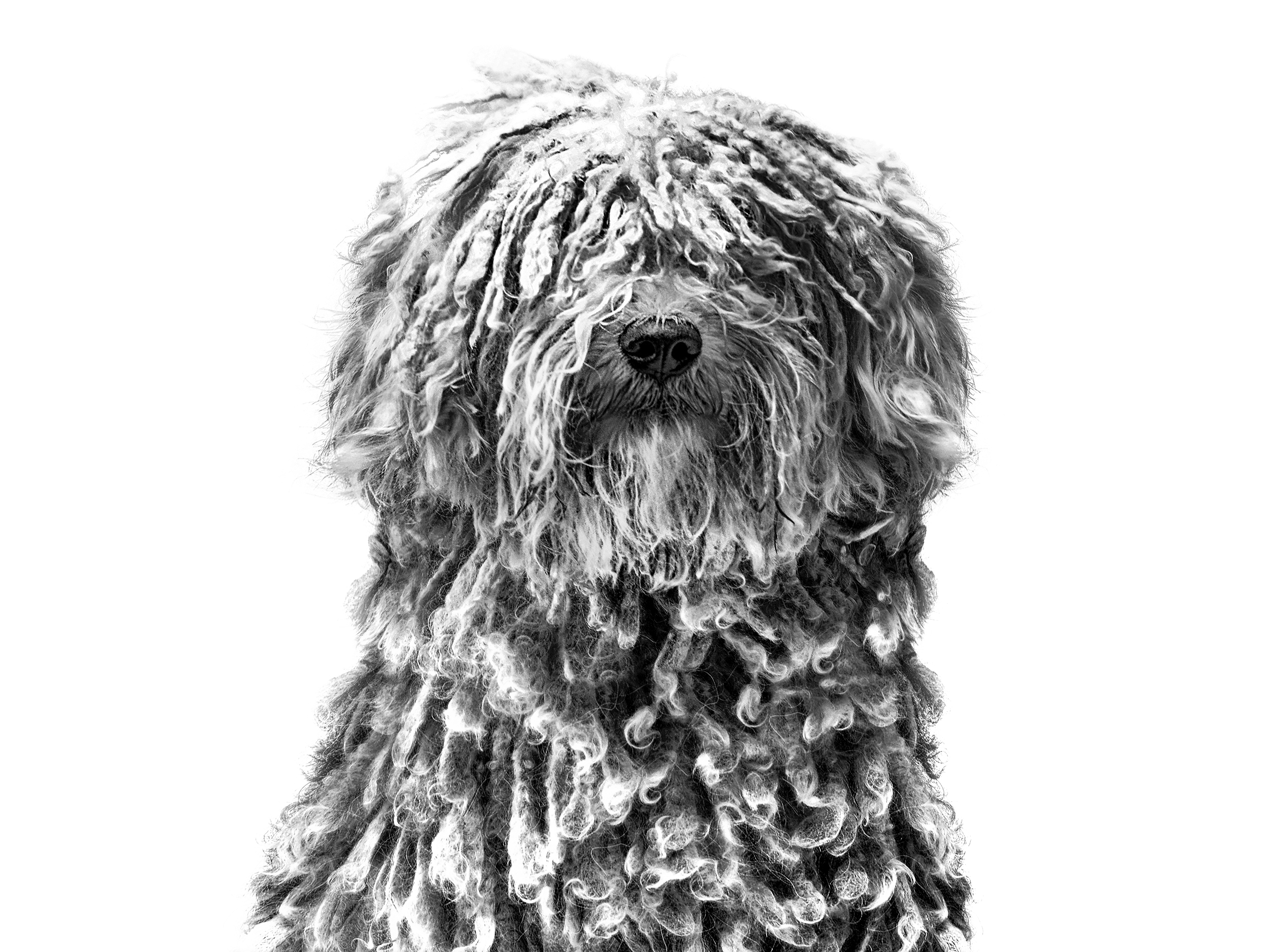 Взрослая собака пули на черно-белой фотографии