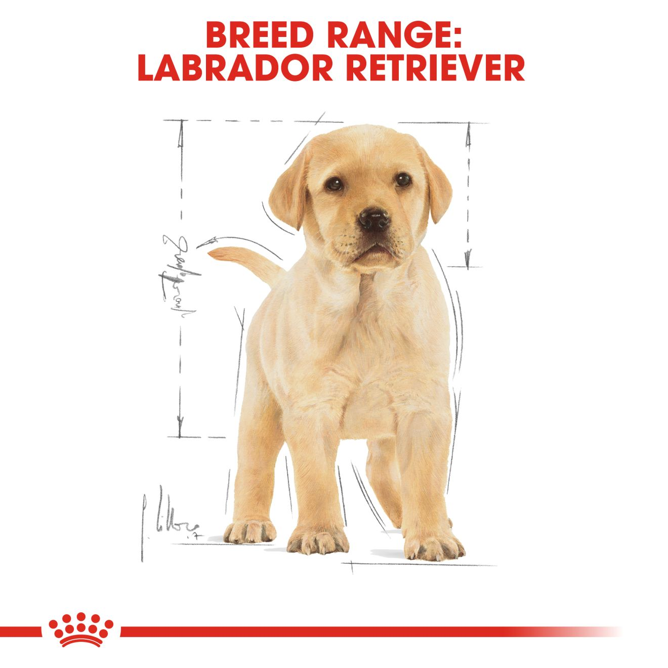 อาหารลูกสุนัข พันธุ์ลาบราดอร์ รีทรีฟเวอร์ ชนิดเม็ด (LABRADOR RETRIEVER PUPPY)