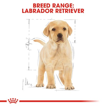 BHN-PuppyLabradorRetriever-CV-EretailKit-4