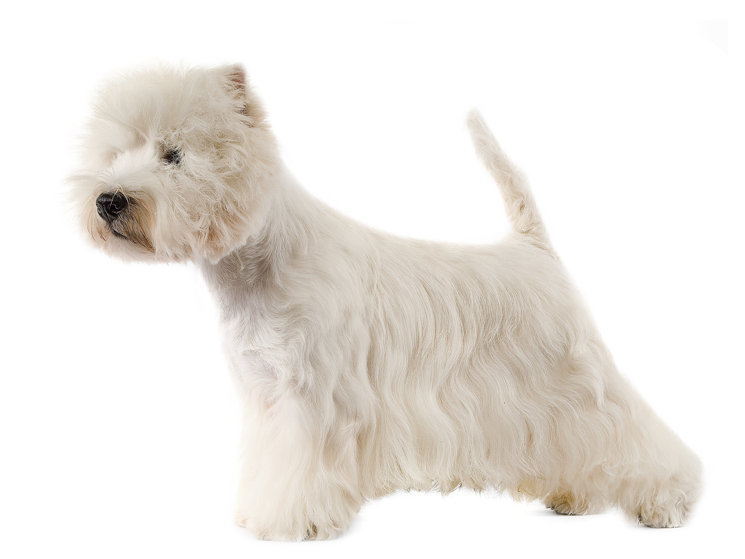 West Highland White Terrier adult black and white