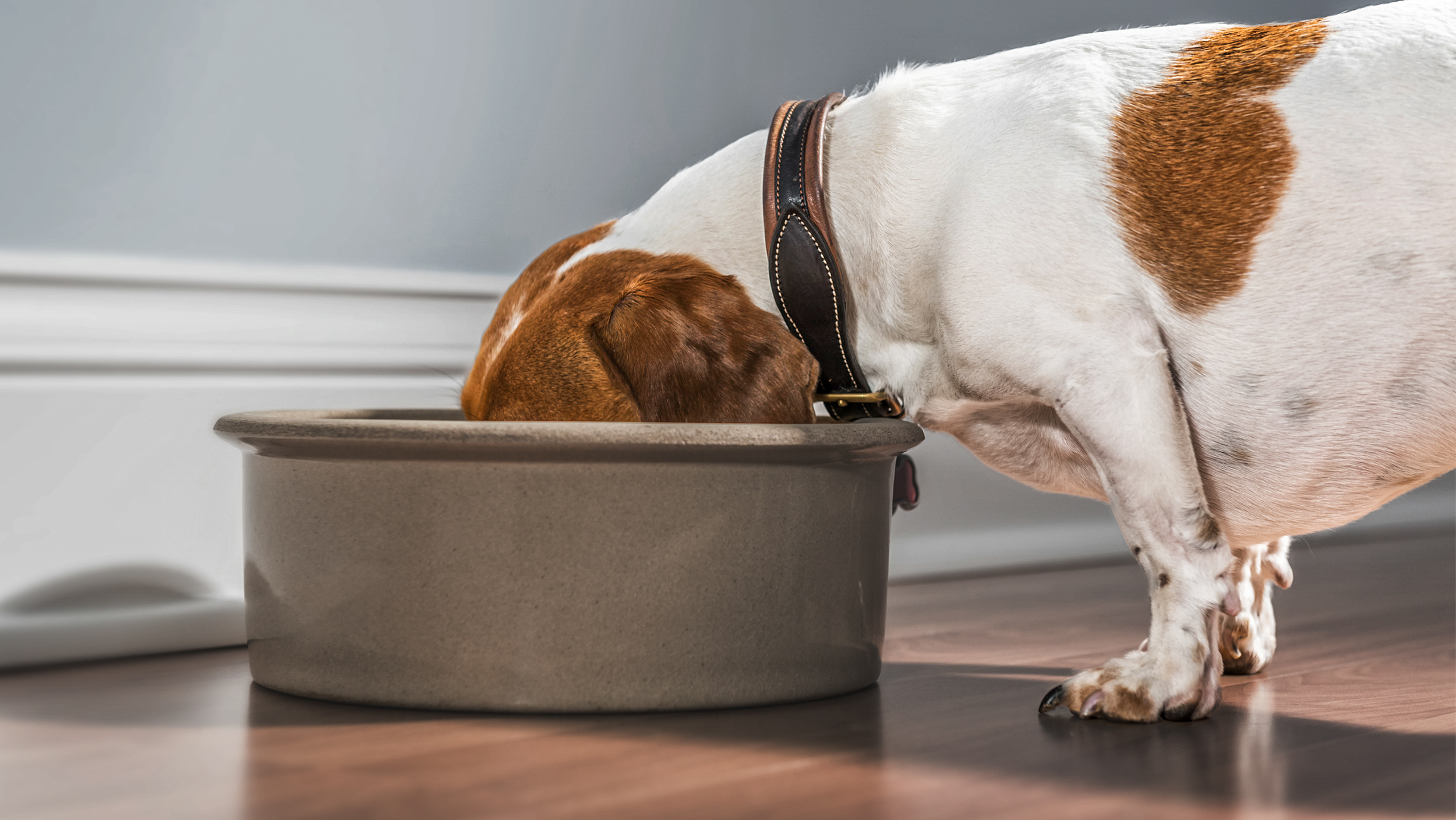 Adult Jack Russell standing indoors eating from a large bowl.