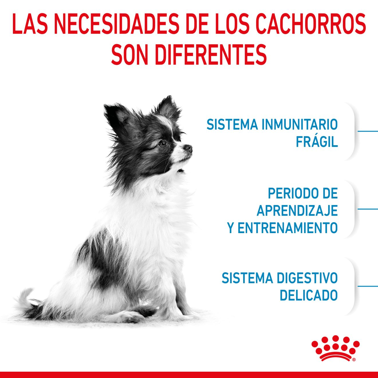 PUPPY - X-SMALL | Royal Canin ES