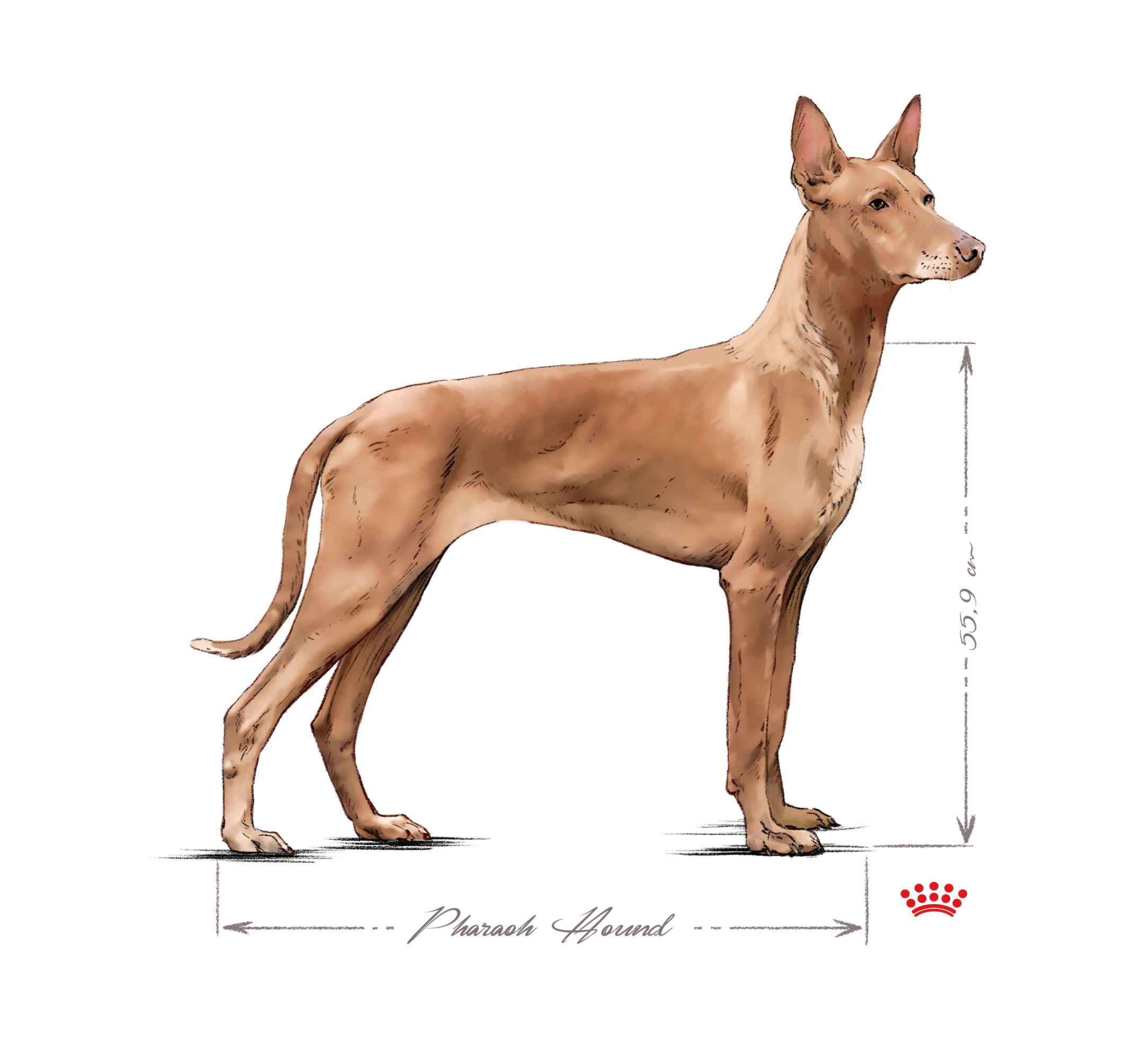 Pharaoh Hound adult black and white