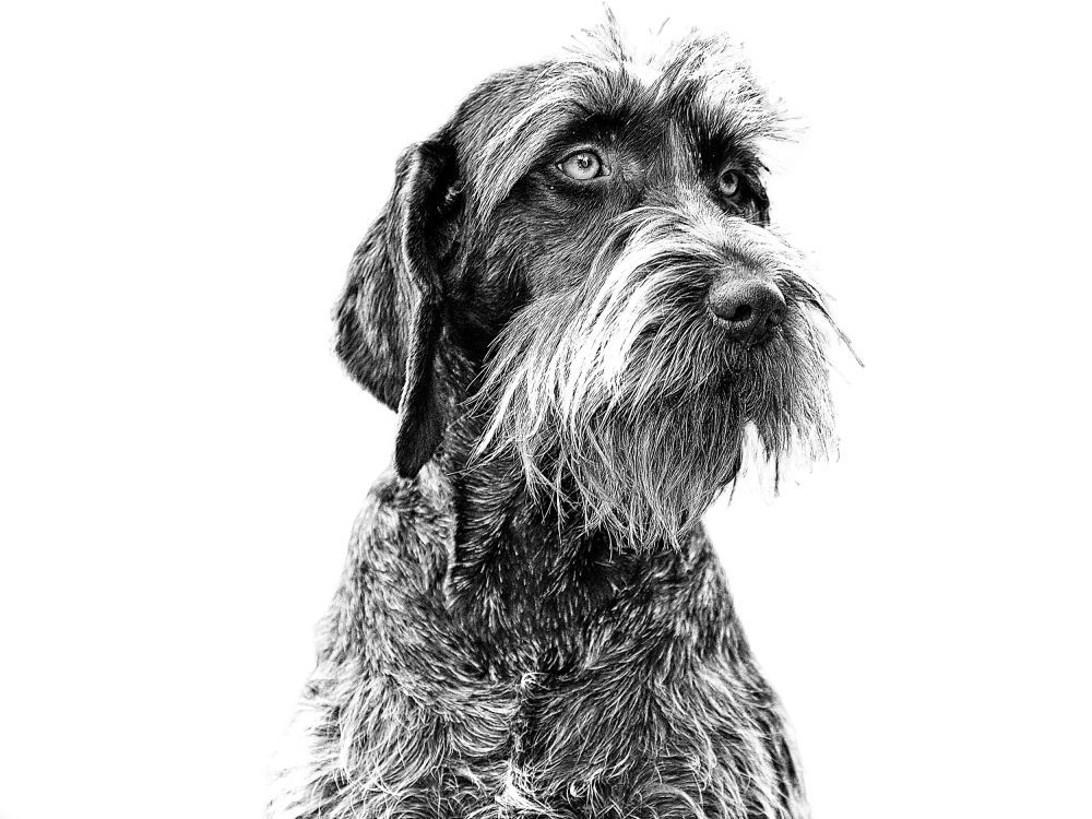 wirehaired-pointing-griffon-bw-1