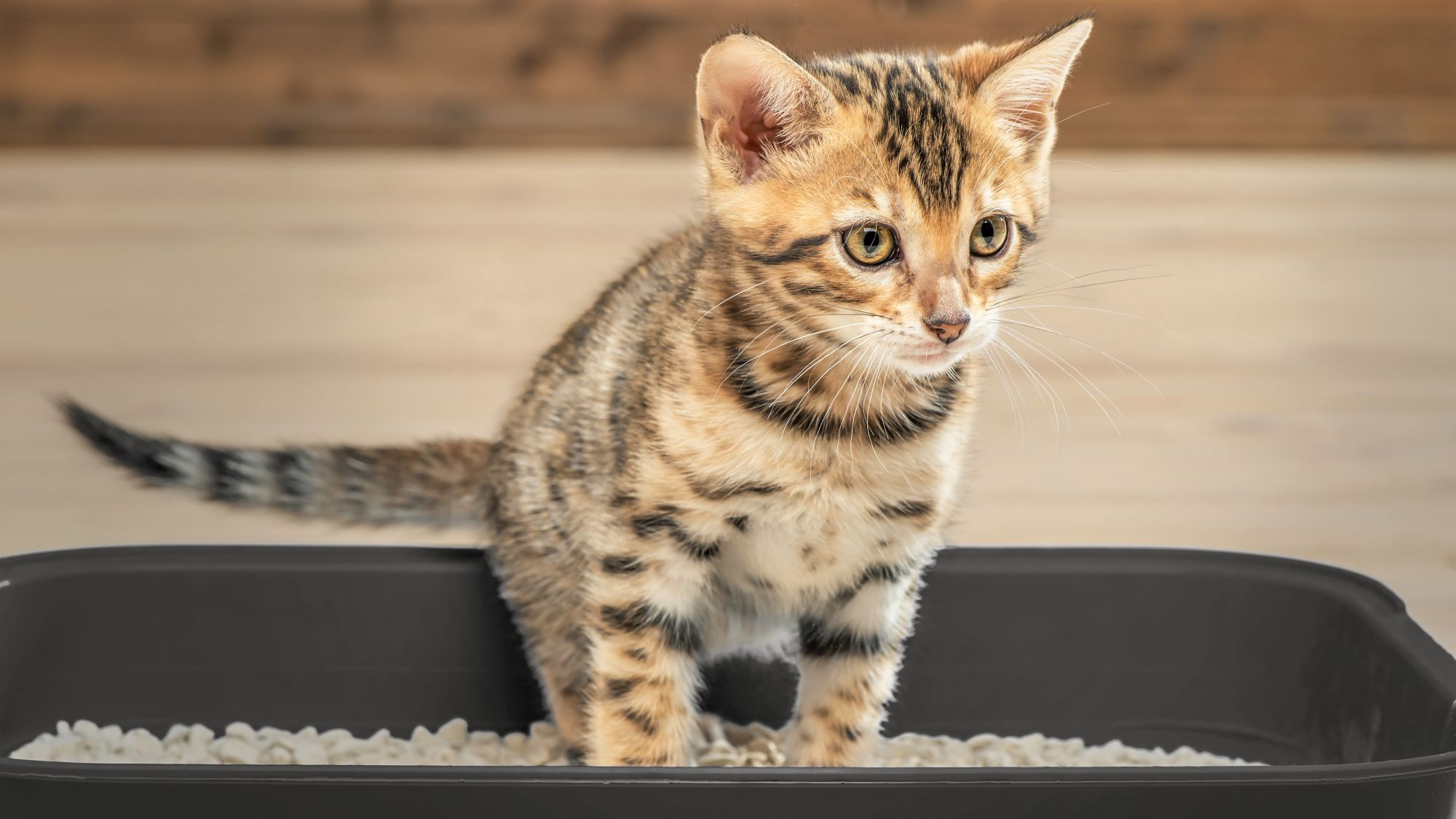 Tabby-kitten-standing-in-a-black-litter-tray