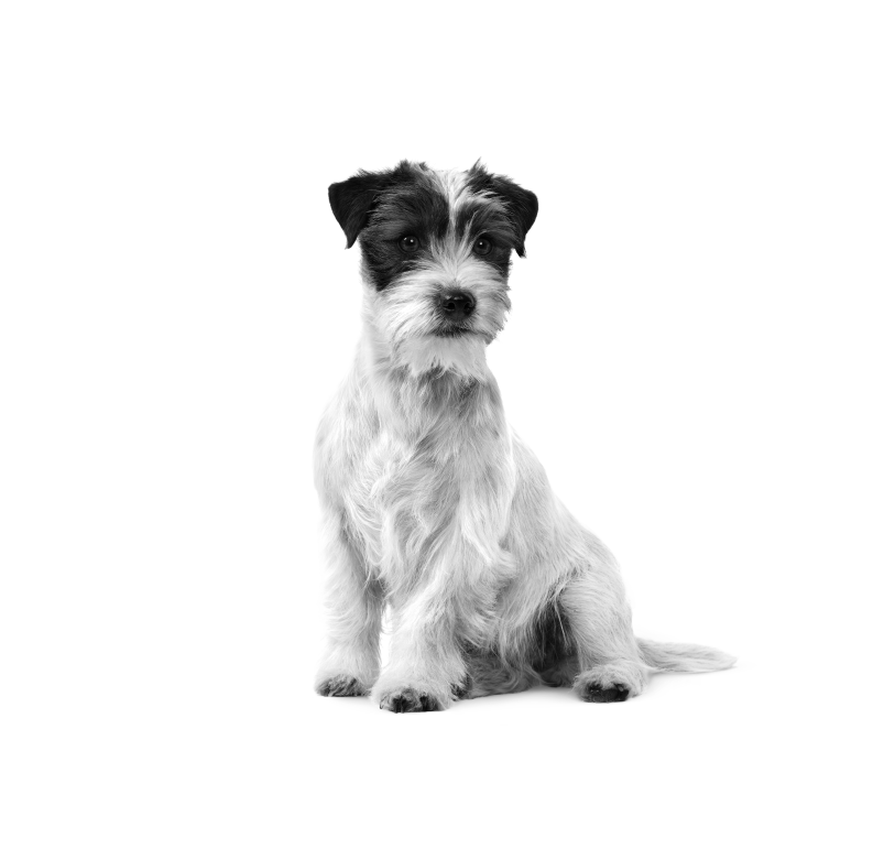 Jack Russell adult sitting in black and white on a white background