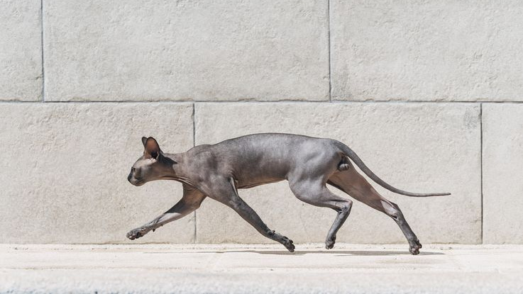 Un gato Sphynx en casa