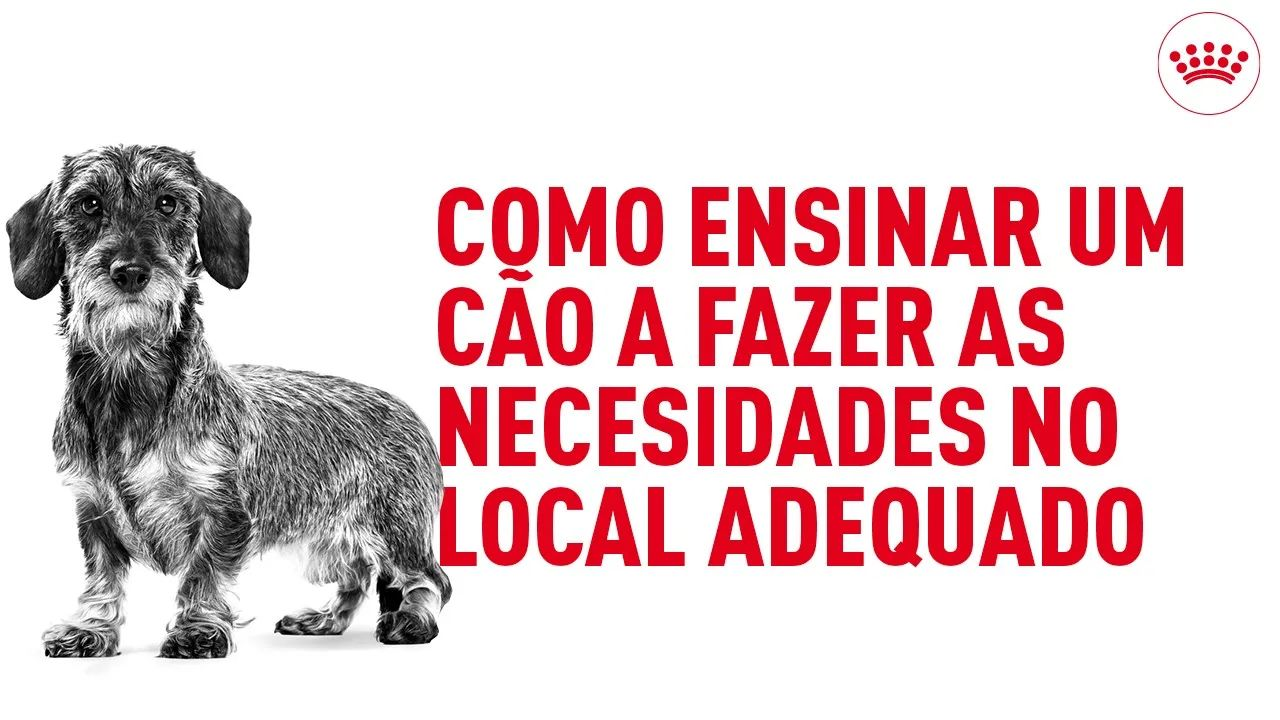 Como ensinar um cão a fazer as necesidades no local adequado 