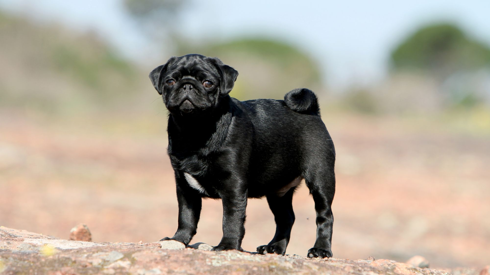 Mops som står vänd mot kameran på en sten