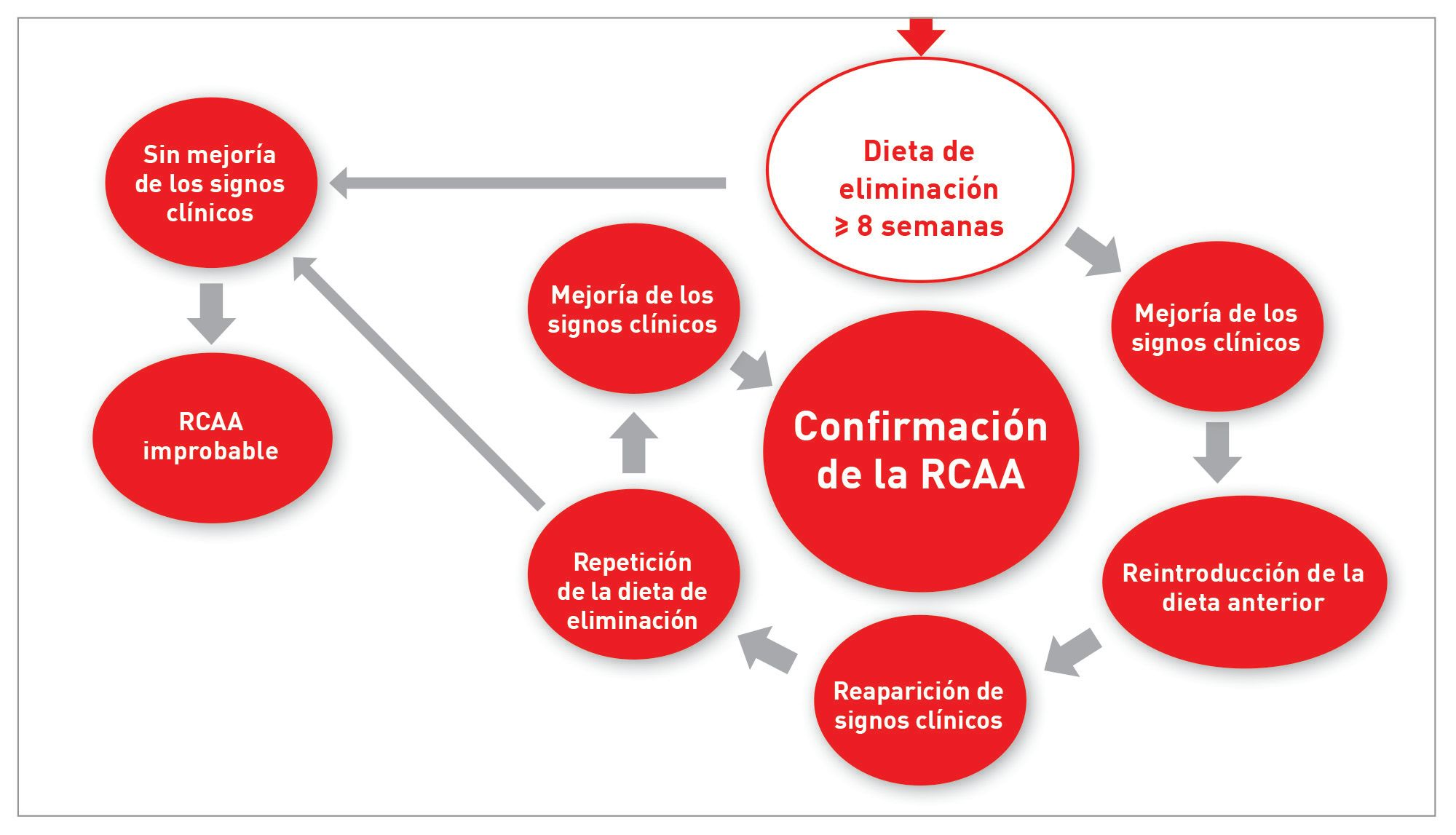 Diagrama de flujo para el diagnóstico de reacciones cutáneas adversas al alimento en gatos (RCAA). El procedimiento diagnóstico comienza con una dieta de eliminación de más de 8 semanas. Si se observa una mejoría de los signos clínicos se reintroduce el alimento habitual anterior y si los signos reaparecen se repite la dieta de eliminación. La mejoría de los signos clínicos confirma la RCAA. Si no hay mejoría, la RCAA se considera poco probable.
