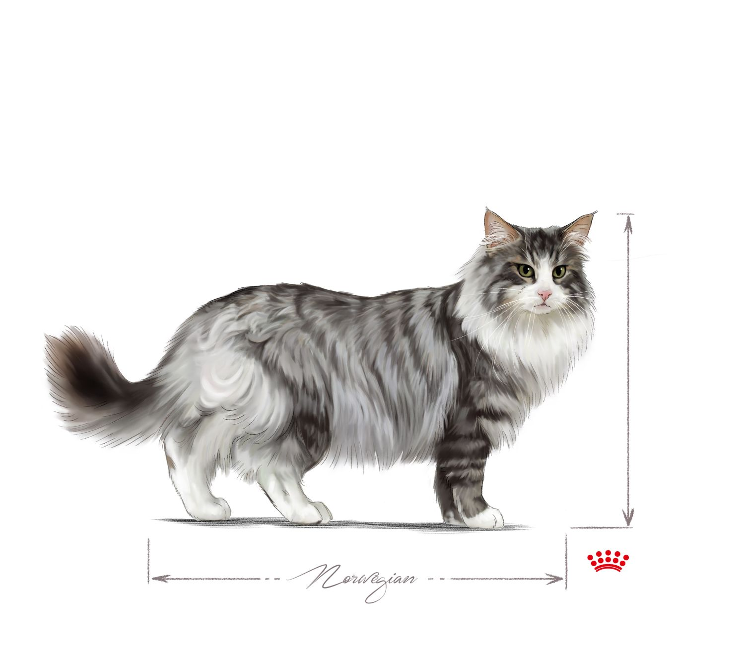 Norwegian Forest Cat adult sitting