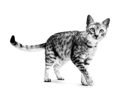 Egyptian Mau adult standing in black and white on a white background
