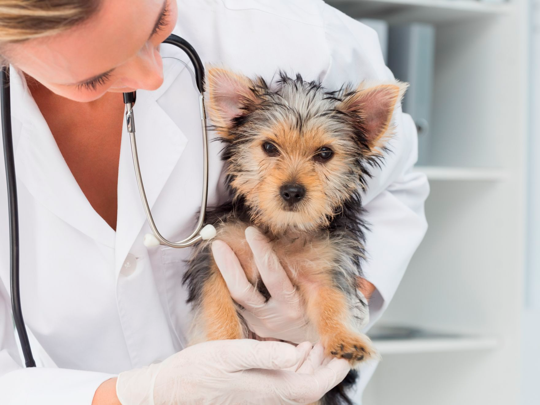kadın veteriner hekim, yavru köpeği kucağında tutuyor