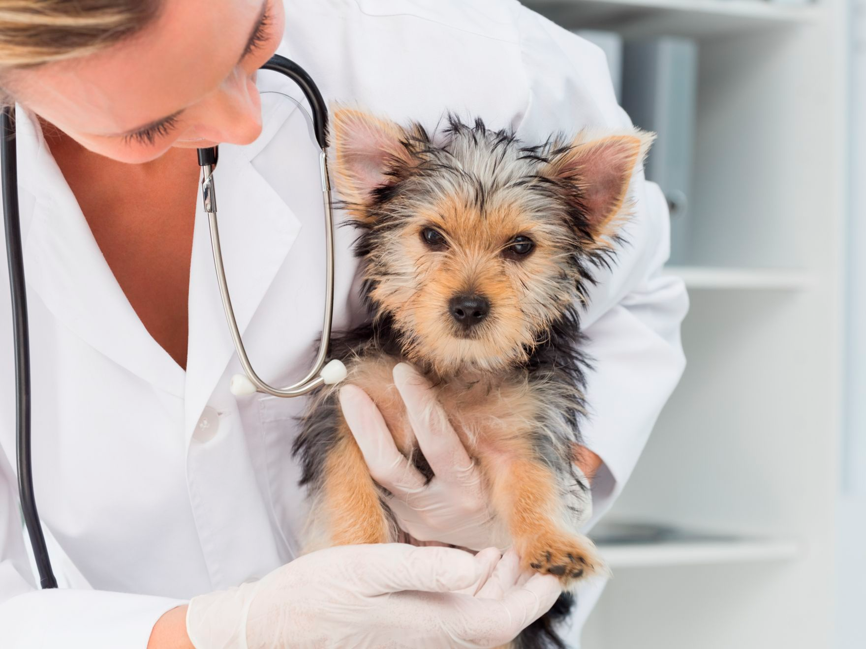 female vet holding puppy