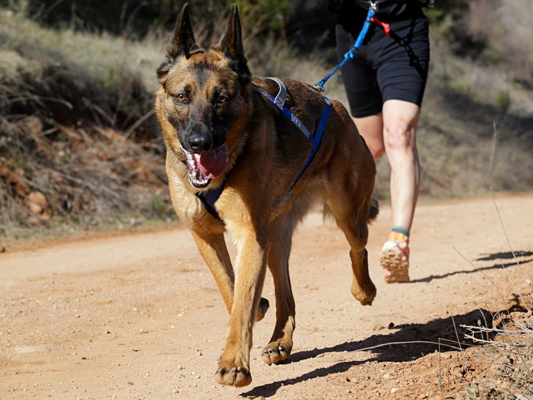 chien-homme-participant-à-une-populaire-course-canicross