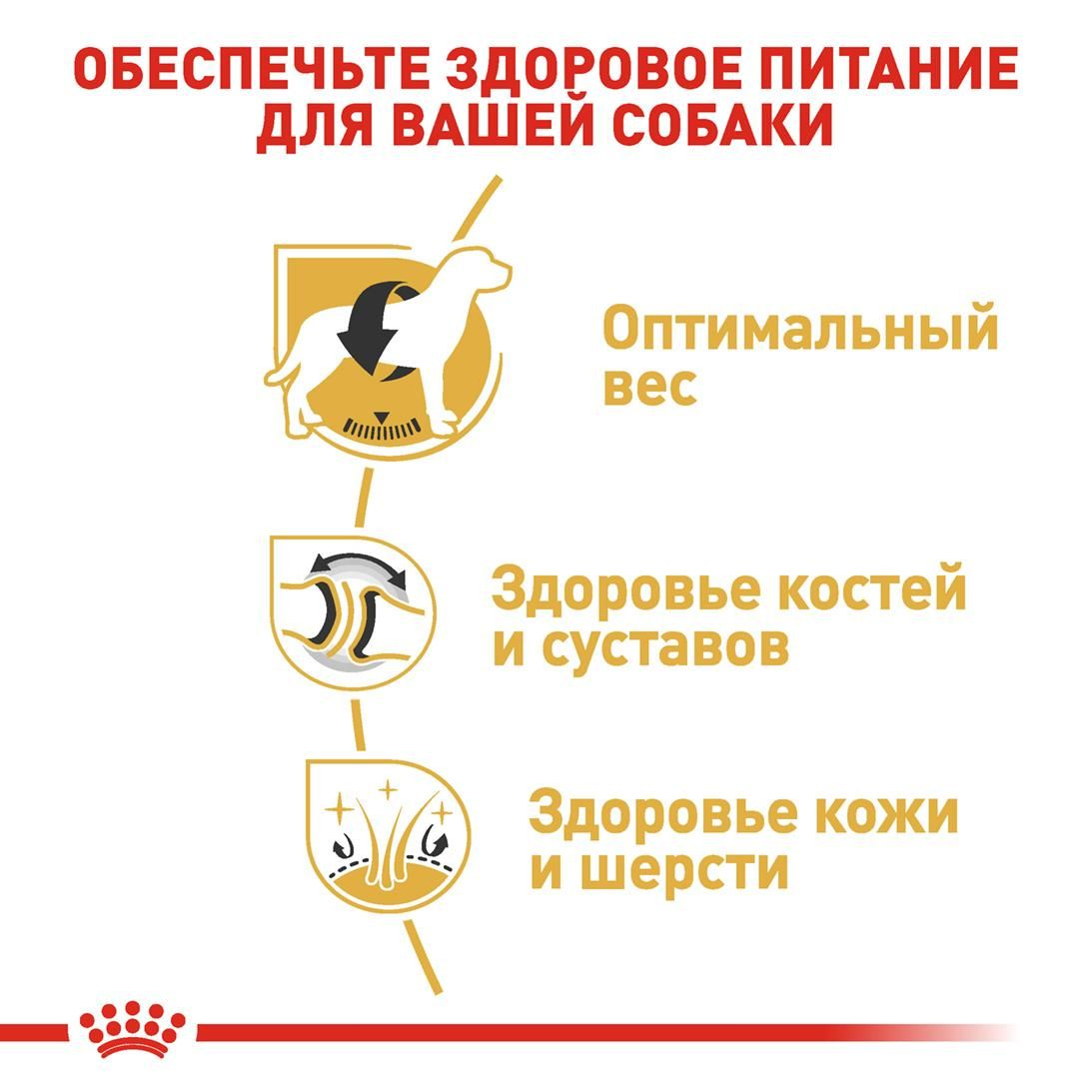 Labrador Retriever Adult