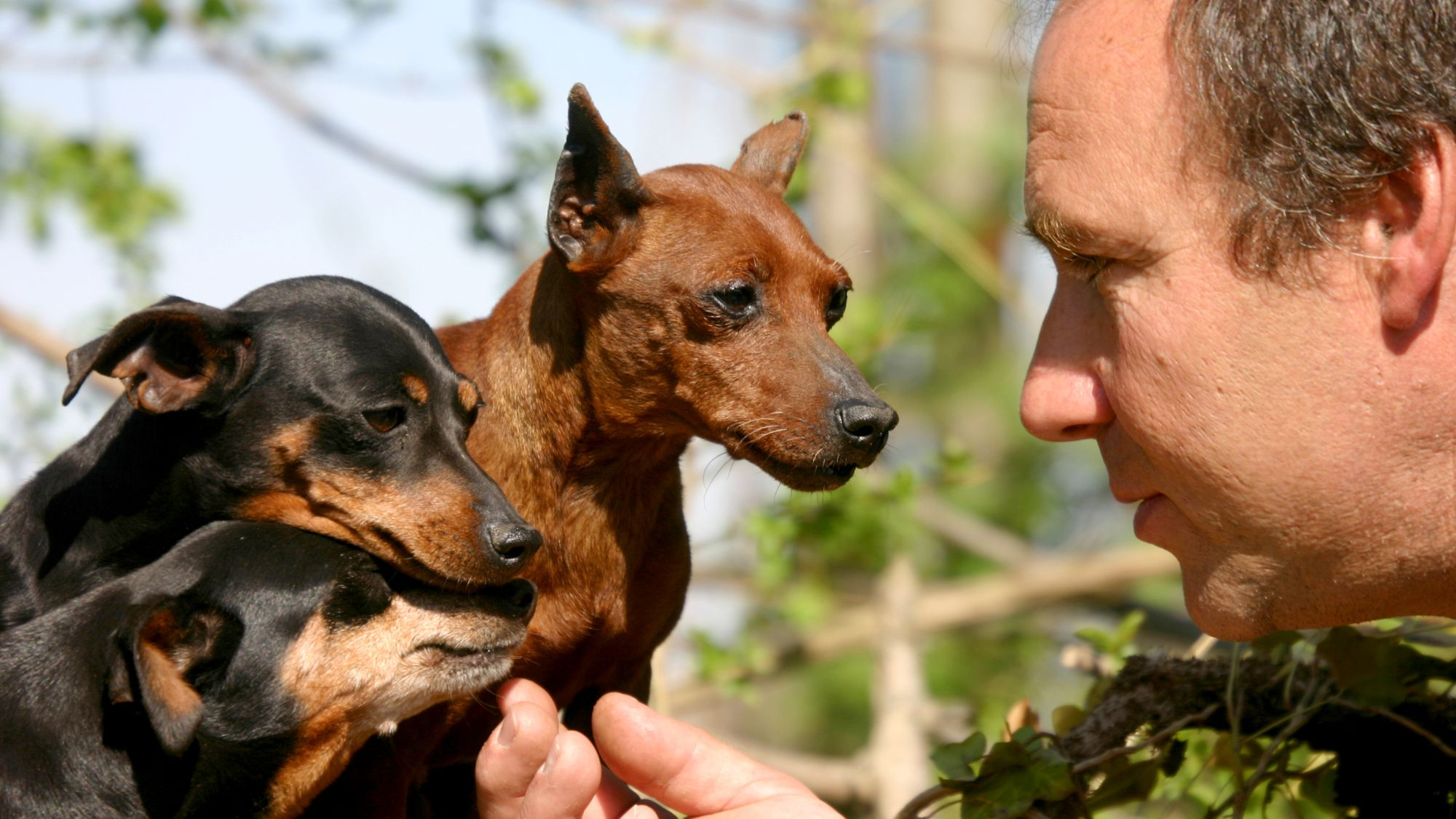 Royal canin sale miniature pinscher